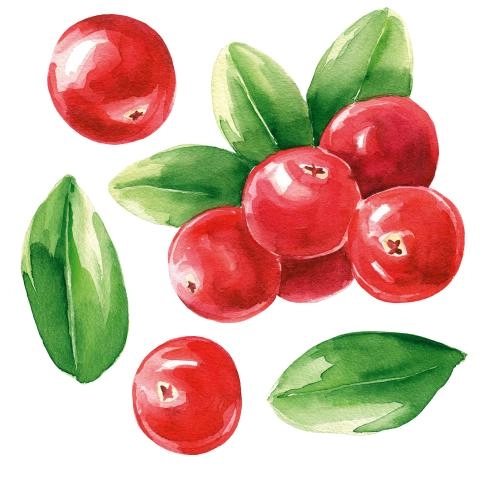 Cranberry